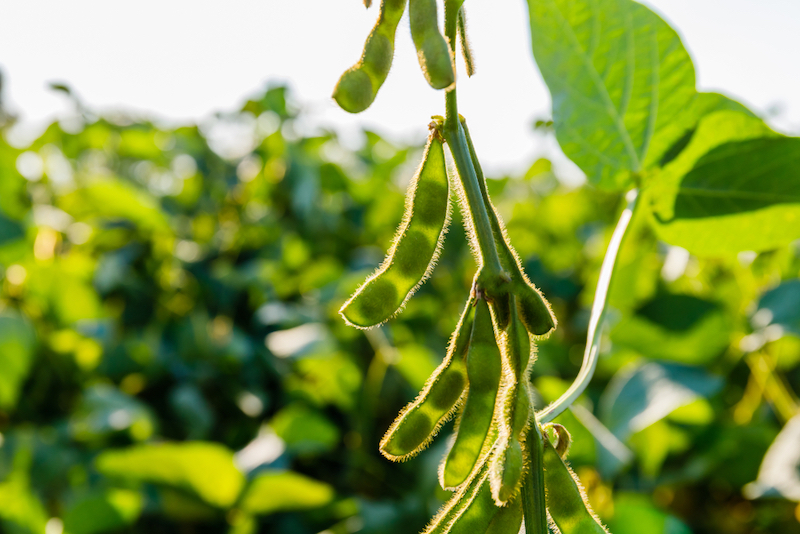 Edamame/soybeans growing on stalk in sunny field