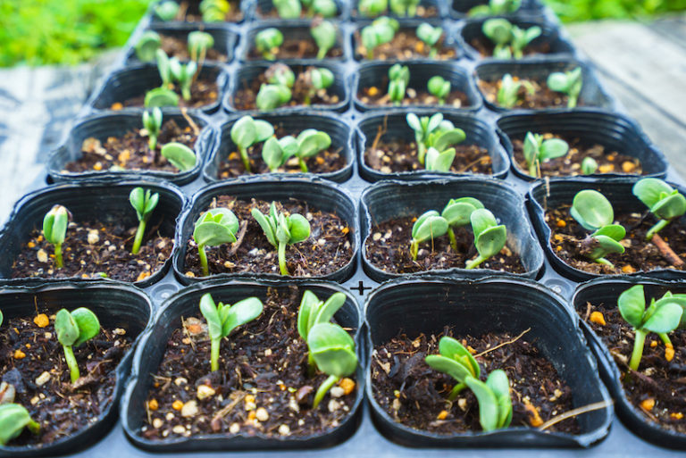 How to grow Edamame beans Suttons Gardening Grow How