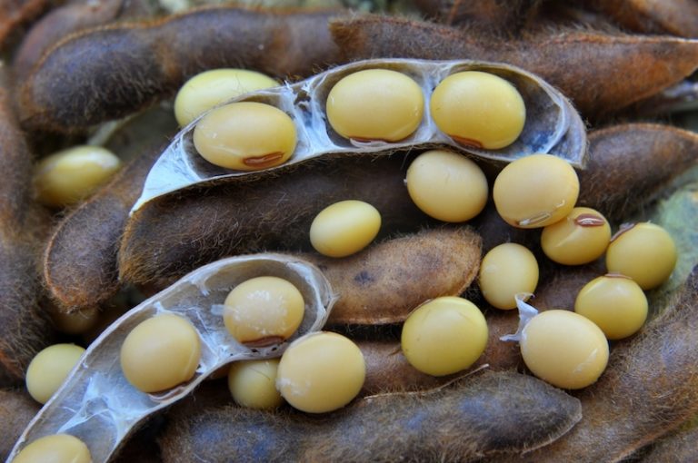 How to grow Edamame beans Suttons Gardening Grow How