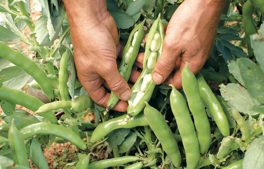 Broad bean ‘The Sutton’ from Suttons