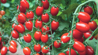 How to grow grafted tomato plants