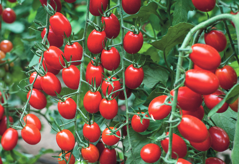 Grafted Tomato Plants - F1 Aviditas from Suttons