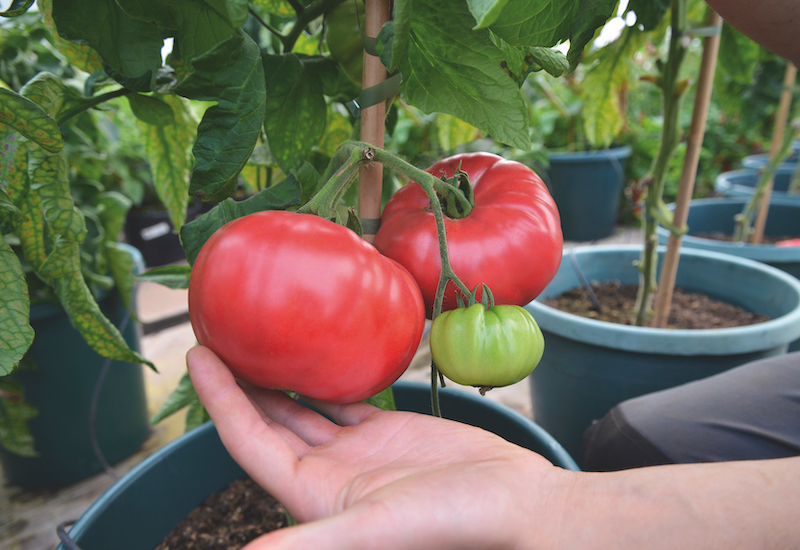 Tomato ‘F1 Crimson Blush’ from Suttons