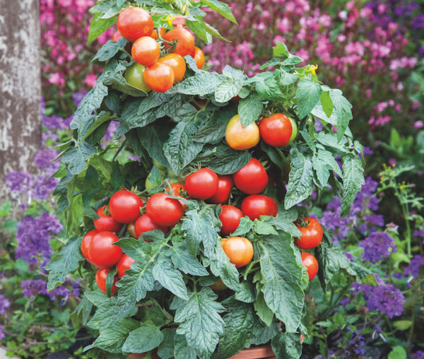 How to grow grafted tomato plants Suttons Gardening Grow How