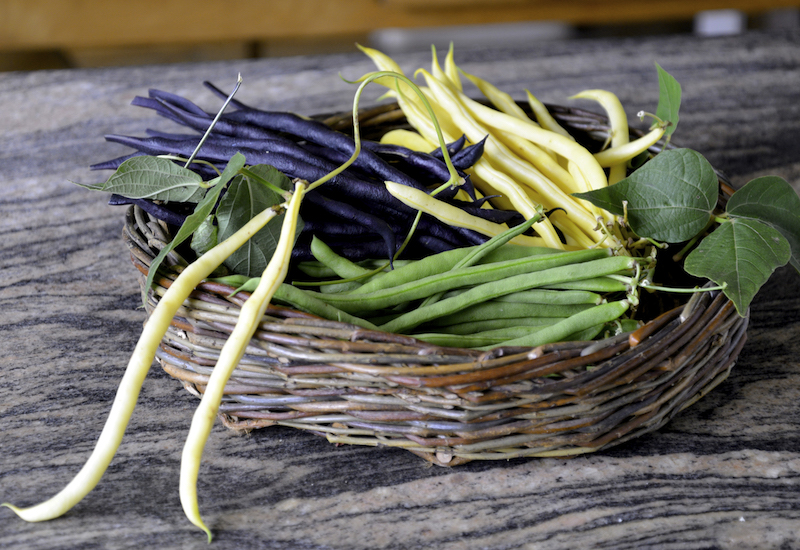 French Bean ‘Colourful Climbing Mix’ from Suttons