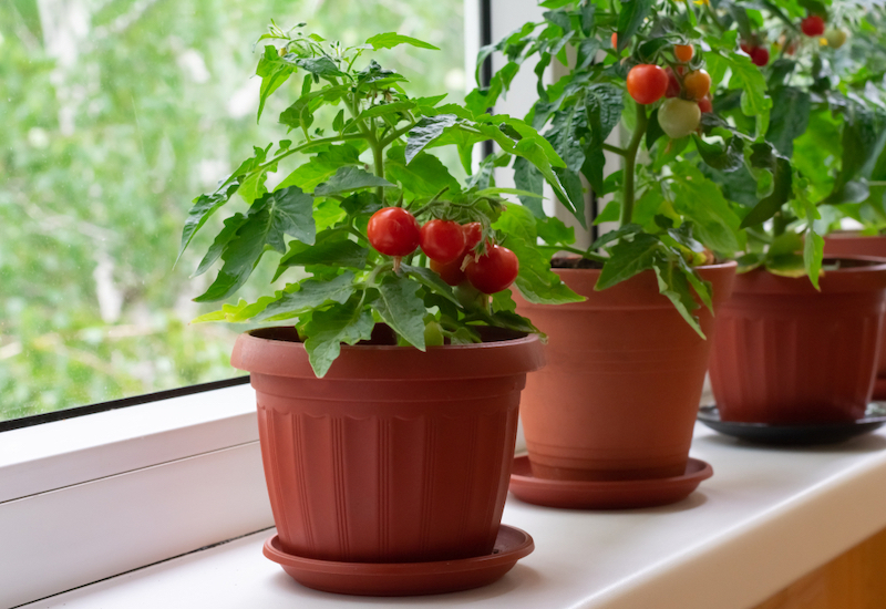 Grafted tomato plants in windowsill