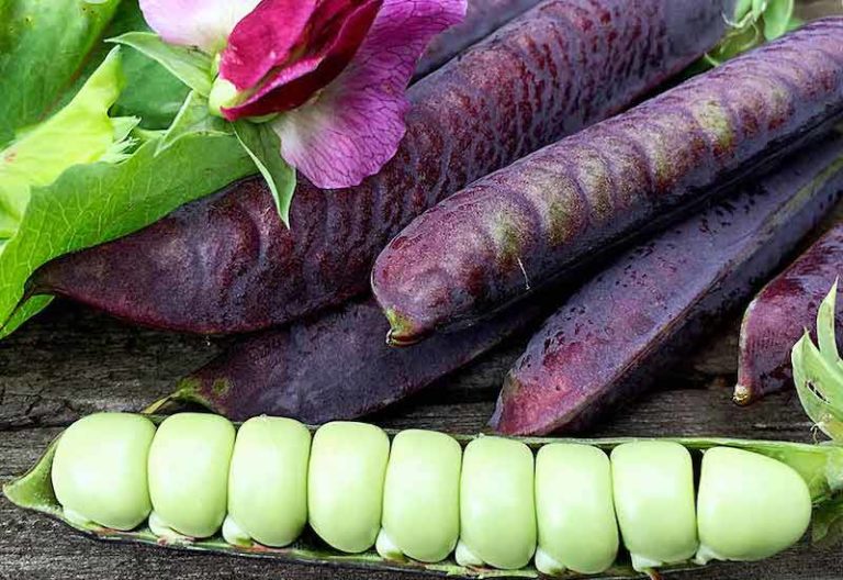 How to grow bumper crops of peas and beans Suttons Gardening Grow How