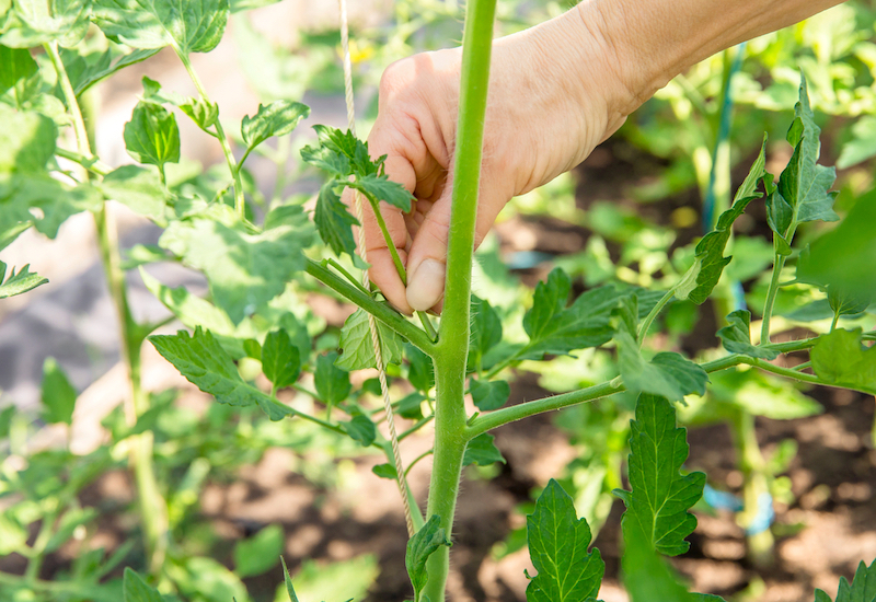 Hand removing side shoots of grafted tomato plants