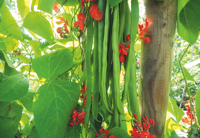 Runner bean ‘Super Trio Collection’ from Suttons