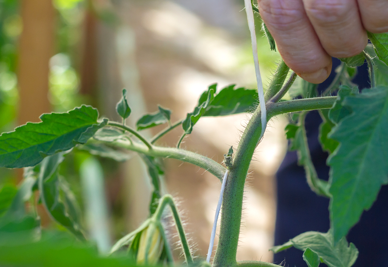 Supporting grafted tomato plants with twie