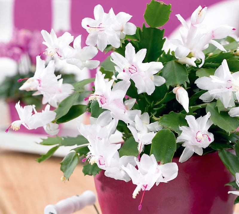 Christmas Cactus ‘Schlumbergia White’ from Suttons
Copyright: Visions BV, Netherlands