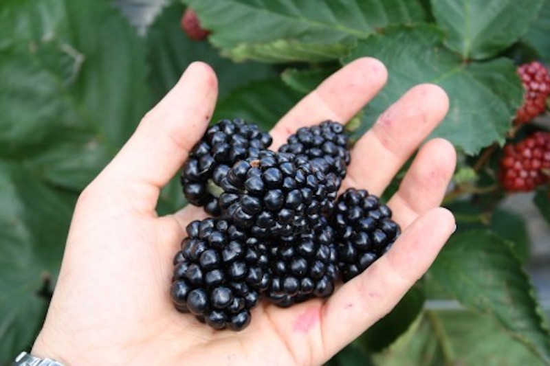 Blackberry (Rubus) Coolaris Patio from Suttons
