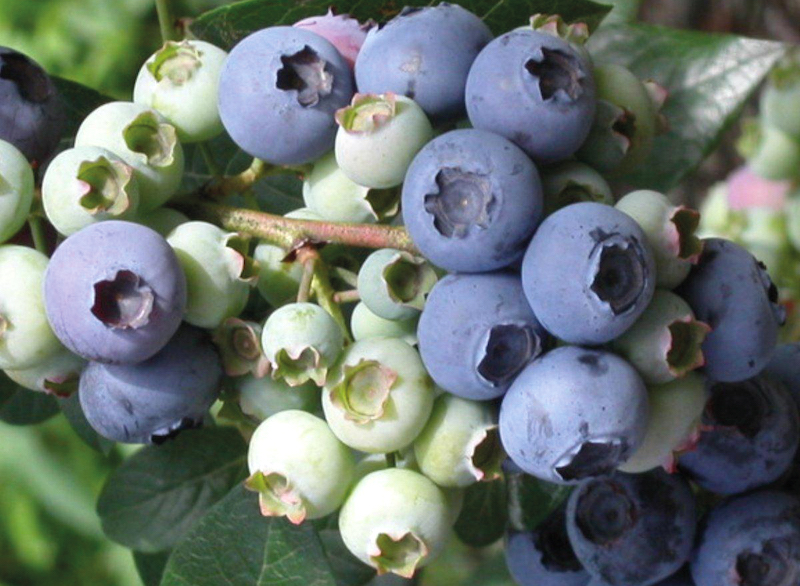 Blueberry ‘Elliott’ from Suttons