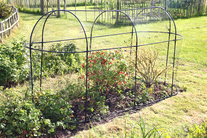 Steel fruit cage from Suttons