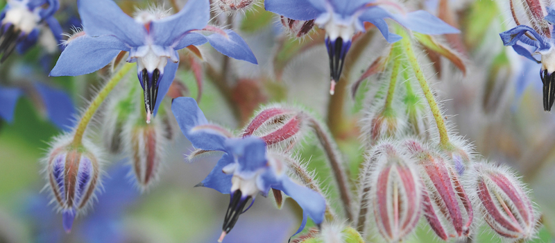 James Wong Herb Seeds ‘Borage’ from Suttons