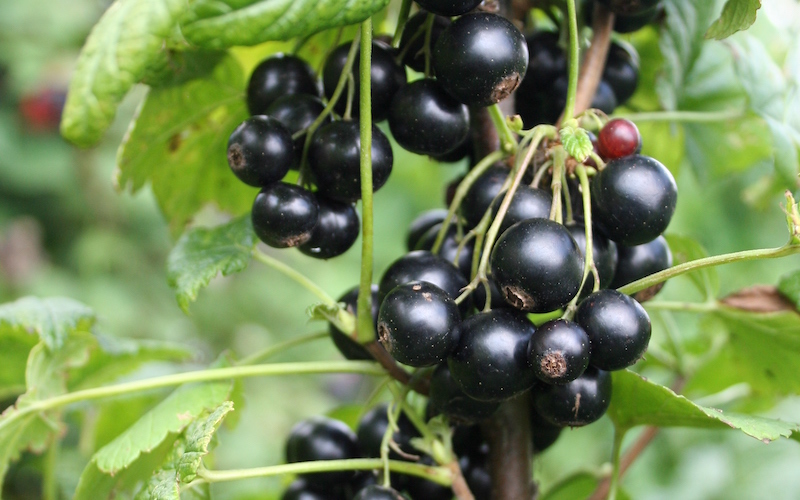 Blackcurrant ‘Summer Pearls Giant’ from Suttons