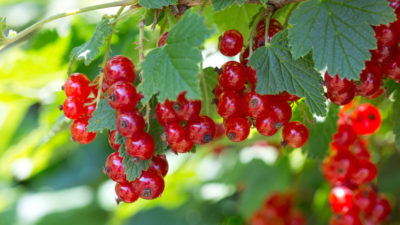 How to grow currants 