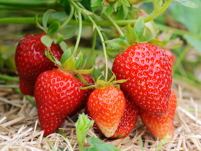 Strawberry ‘Albion’ bare root plants from Suttons