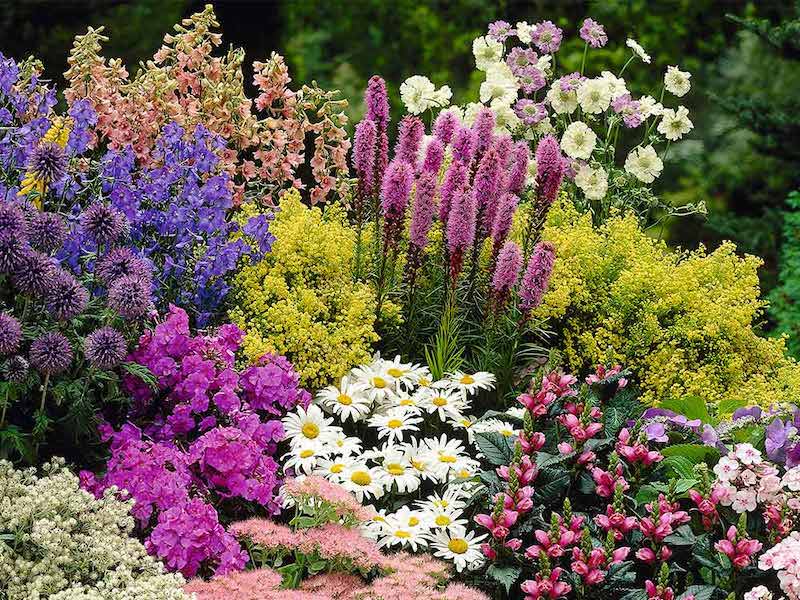 Cottage Garden Perennial Plants - Our Selection