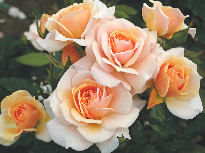 Rose (bush) Floribunda ‘Sweet Honey’ from Suttons 