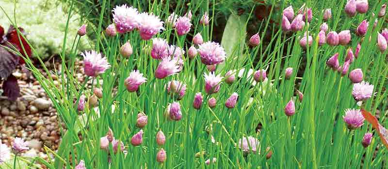 Herb Seed ‘Chives’ from Suttons
