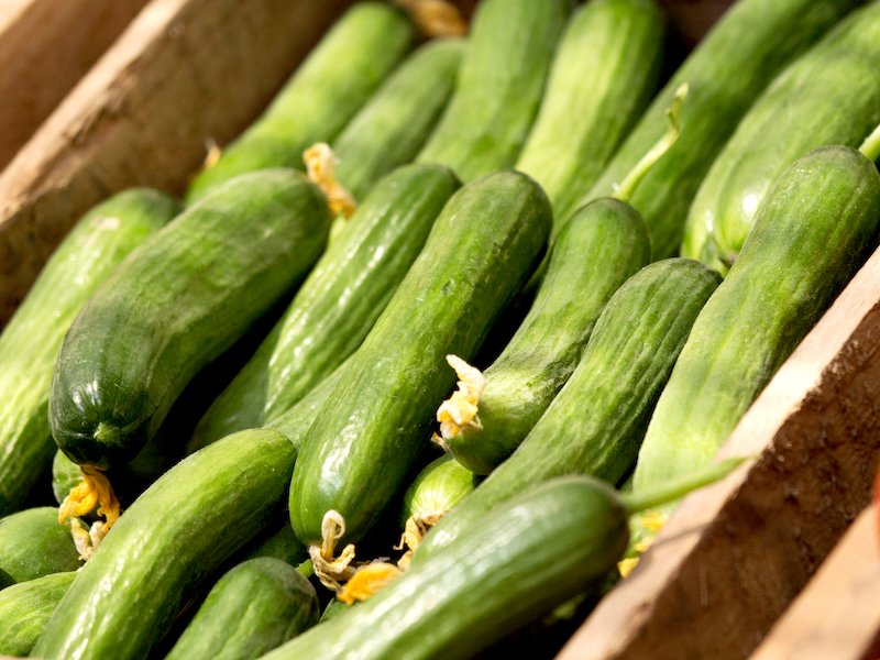 20211126_suttons_cucumber_mini_muncher1 Suttons Gardening Grow How