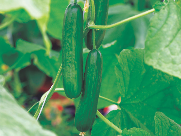 How to grow cucumbers Suttons Gardening Grow How
