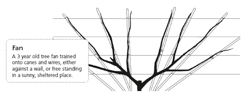 Fig tree diagram