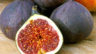 How to grow fig trees