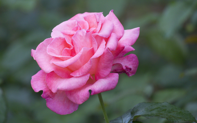 Rose Breeders Choice Pink from Suttons