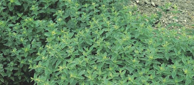 Herb Seed ‘Marjoram Sweet’ from Suttons
