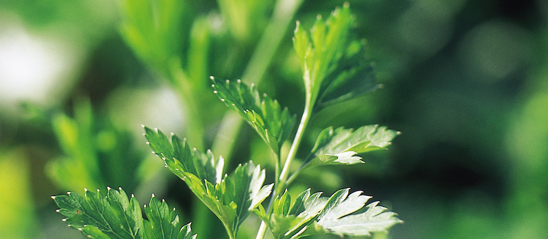 Parsley Seeds ‘Plain Leaved 2’ from Suttons