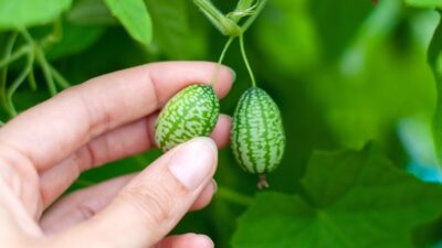 How to grow cucamelons