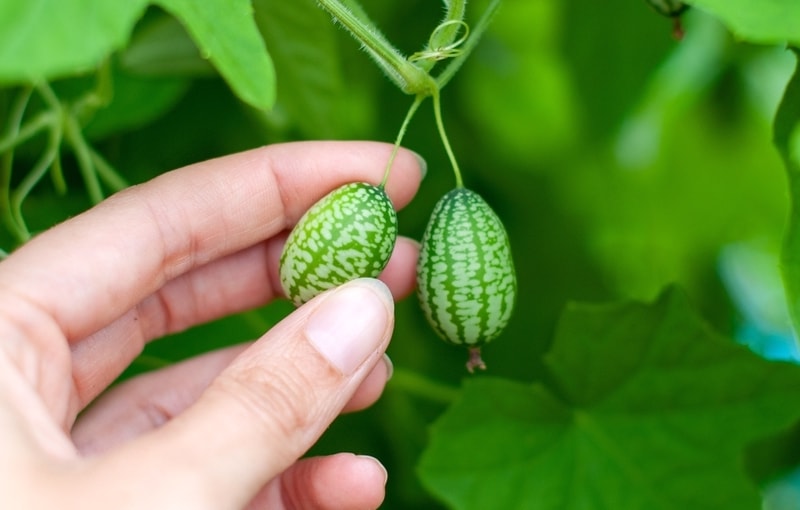 Hand pulling cucamelon fruit off branch