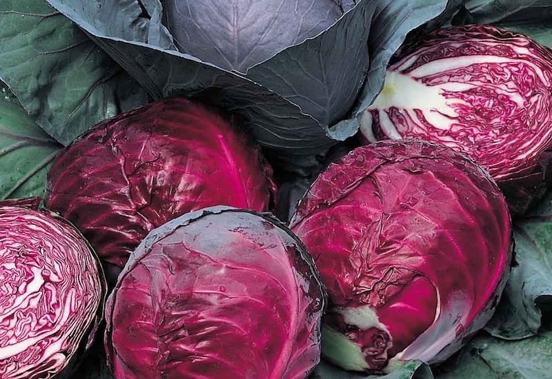 Collection of red cabbages with green leaves