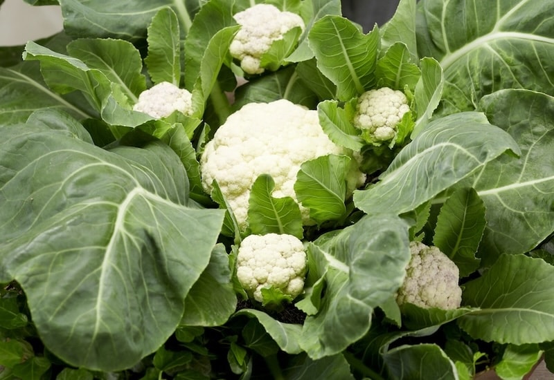 White multi-headed cauliflower