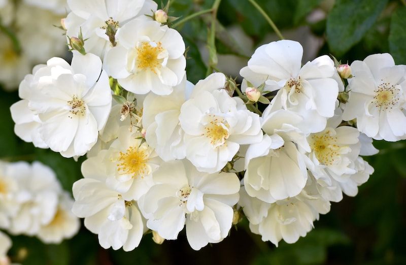 White rambling rose with yellow eye