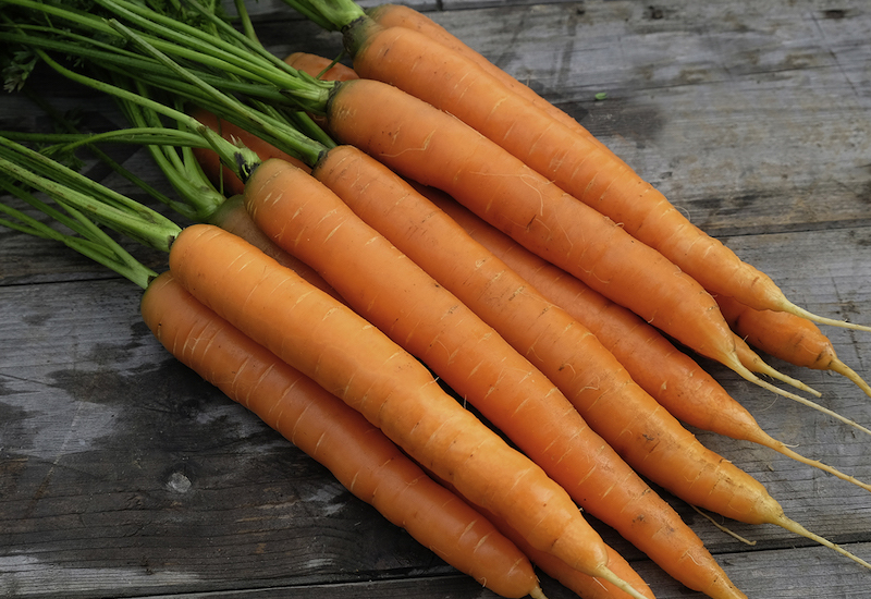 Carrot 'Amsterdam Forcing 3' from Suttons