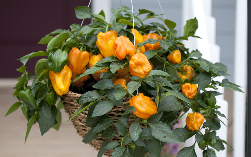 Yellow Pepper F1 Mohawk from Suttons growing in a hanging basket