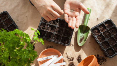 Beginners guide to growing vegetables from seed