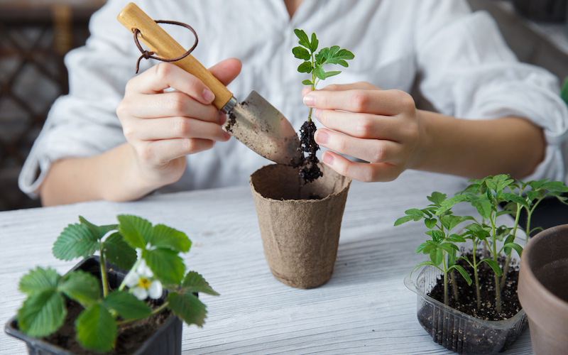 20211201_suttons_transfer_seedlings_larger_pots - Suttons Gardening ...