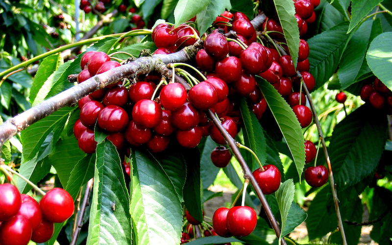 Cherry (Prunus) Stella (Colt) Patio from Suttons