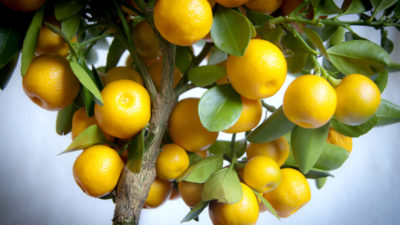 How to grow citrus trees