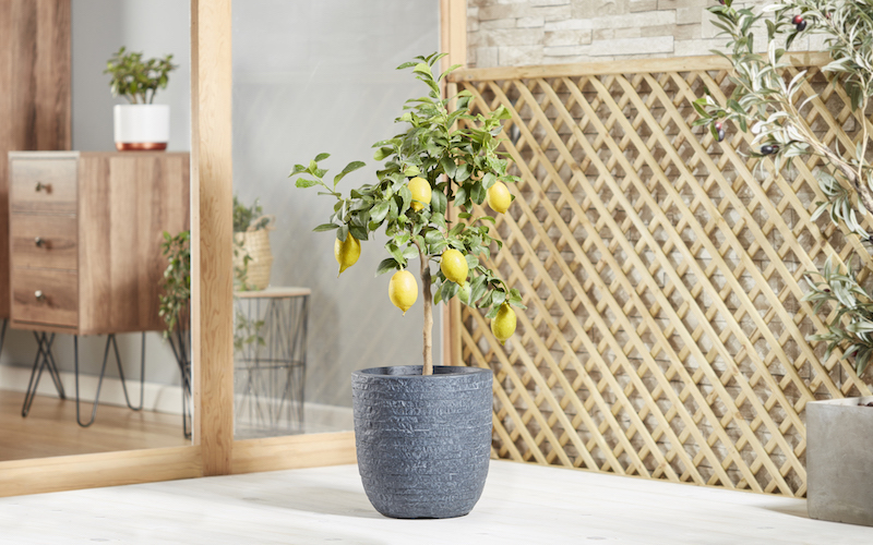 Yellow Patio Citrus tree ‘Lemon Eureka’ from Suttons