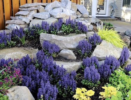 Purple Ajuga rep. - Blueberry Muffin from Suttons