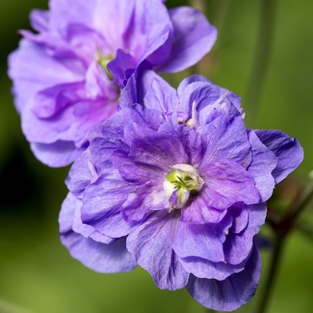 Large blue flowers of Geranium Azure Skies from Suttons