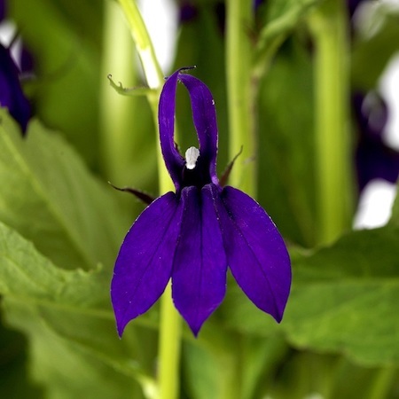 Purple flowers of Lobelia Starship Blue from Suttons