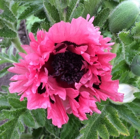 Pink flower with black centre of Papaver Pink Perfection from Suttons
