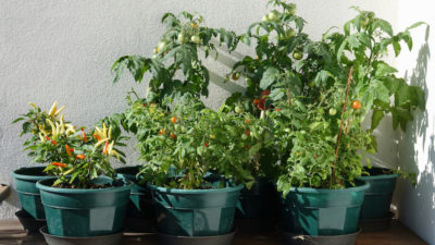 How to grow patio fruit and vegetables