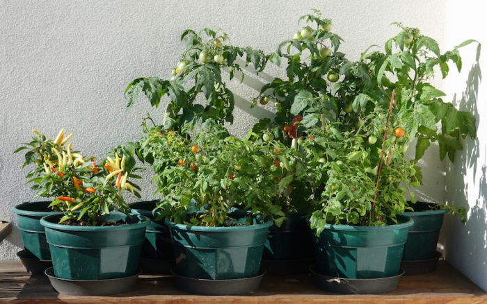 20211215_suttons_patio_peppers_tomatoes.jpg